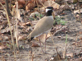 05 Oiseau